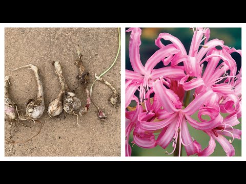 Nerine bowdenii - planting bulbs and care guide - David The Gardener