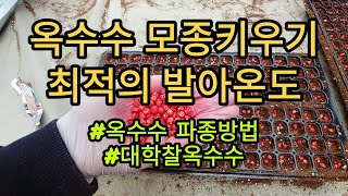 @옥수수파종방법:최적의 옥수수 발아 온도는?