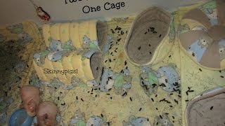 GoPro: Cleaning C&C guinea pig cages with fleece cage liners