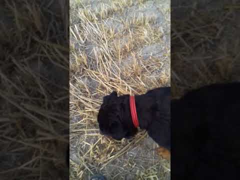 MY DOG RODWILEAR MY PH9991099619(1)