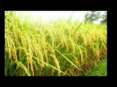 Thể hiện bởi Cẩm Sa