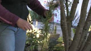 Gardening Tips : How to Care for Tiger Lily Flowers