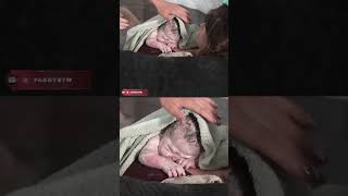 Download lagu #fandy on #Twitch | Fandy gives birth on Twitch to Luna, the youngest live streamer! mp3