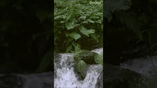 Download lagu NATURAL: SURA AIR MENGALIR #shorts #water #nature #travel #live #fun #adventure #trend #viral mp3 Download lagu NATURAL: SURA AIR MENGALIR #shorts #water #nature #travel #live #fun #adventure #trend #viral mp3
