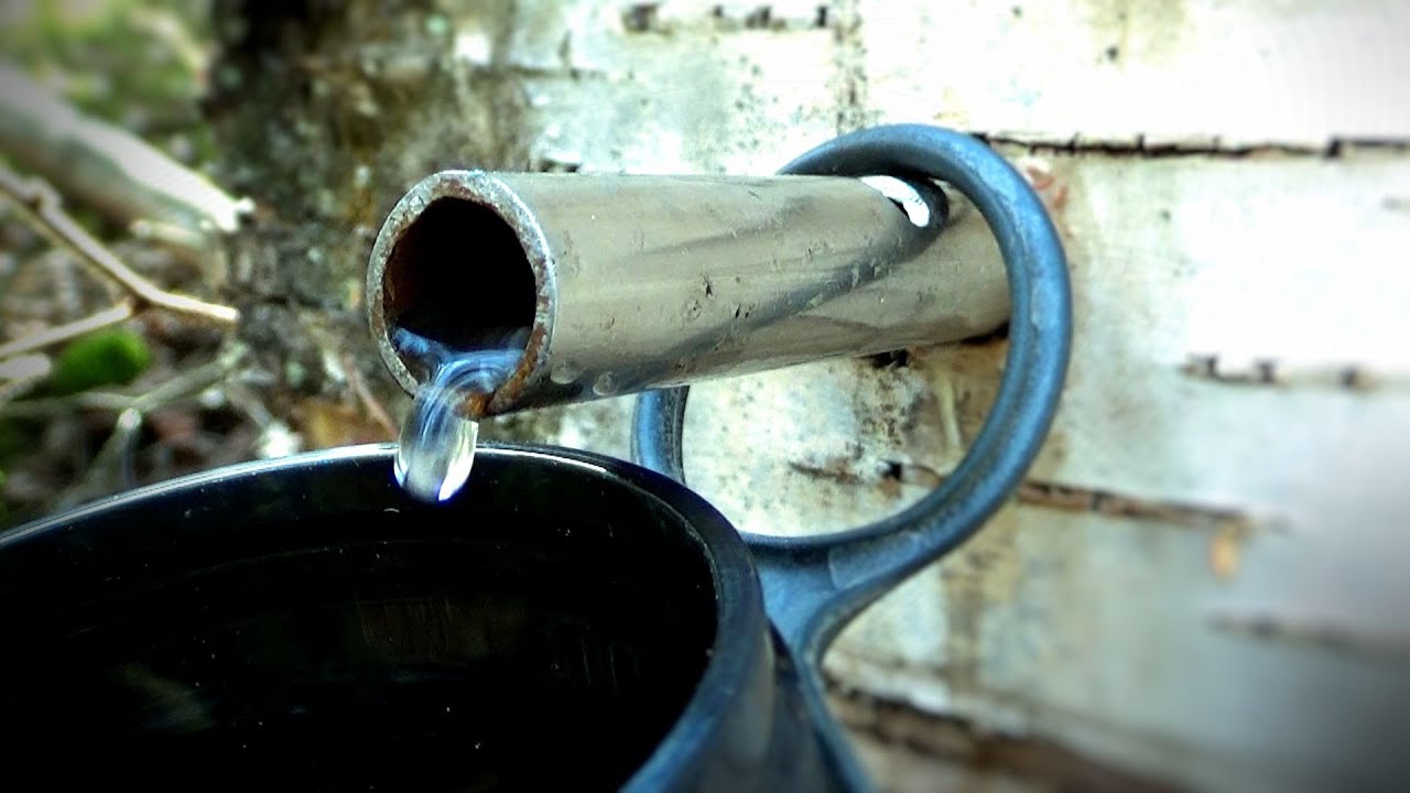 DIY Tree Tapping Kit