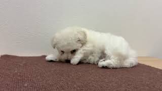 ハーフ犬の動画01