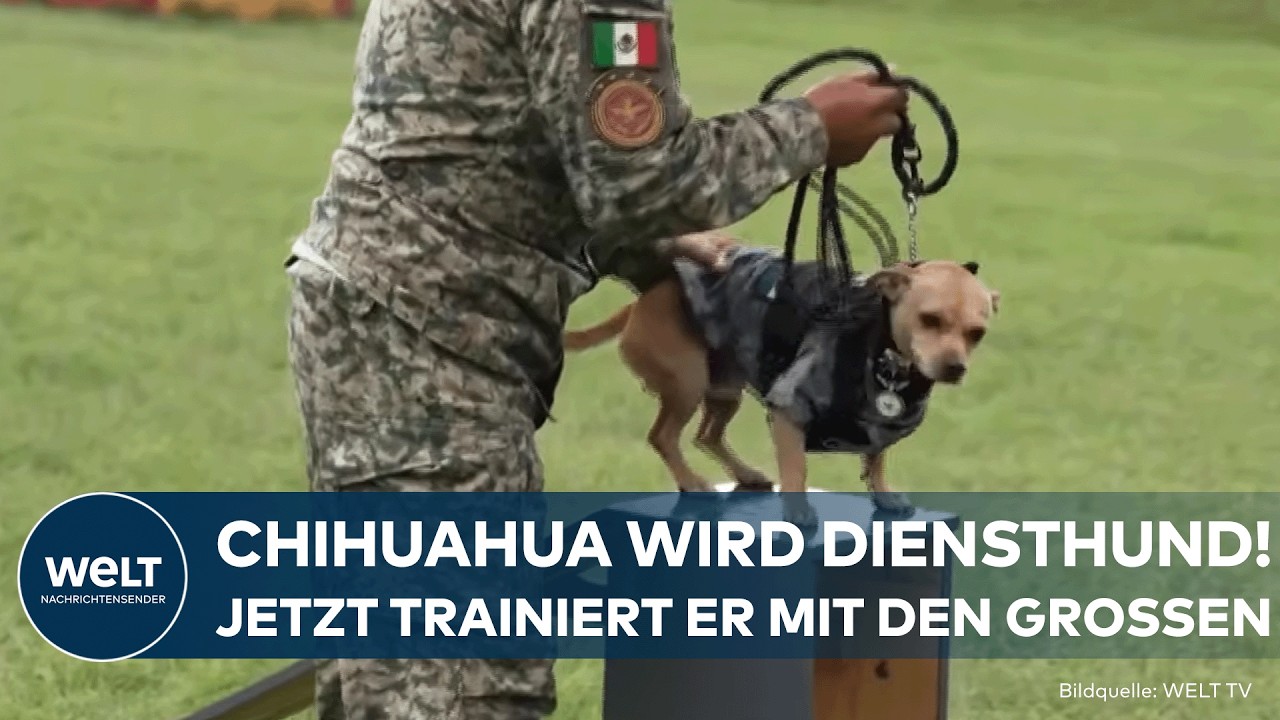 MEXIKO: Chihuahua im Dienst! Nationalgarde stellt ungewöhnlichen Rekruten Comando vor