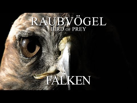 Birds of Prey - Falcons (2012) [Documentary] | Film (German)
