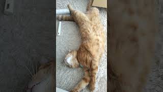 猫がただ可愛いだけの動画