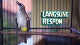 Download lagu Pancingan Trucukan Gacor Paling Ampuh Buat Trucuk Malas Bunyi Aagr gacor Do0r lagi mp3