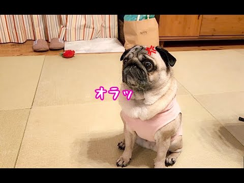 歳を重ねても落ち着くどころかオラつきが止まないパグ犬ぷぅ Pug