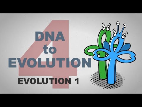 From DNA to Evolution - Plain and Simple (Part 4)