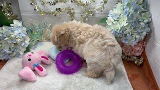 ハーフ犬の動画01