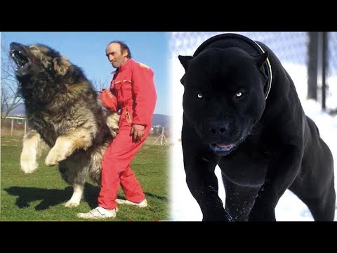 10 Najgroźniejszych RAS psów