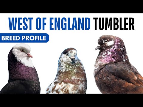 West of England Tumbler breed profile history