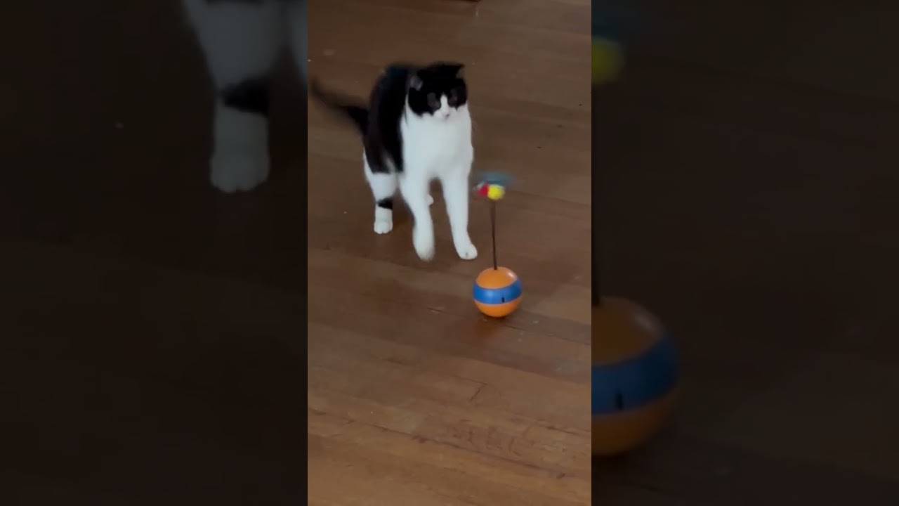 Juliette, a ADOPTABLE Domestic Short Hair in Fairview Heights, IL video 3/3