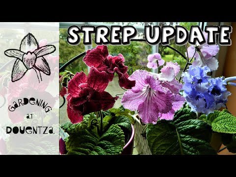 Strep Collection Update, Care & Mealies