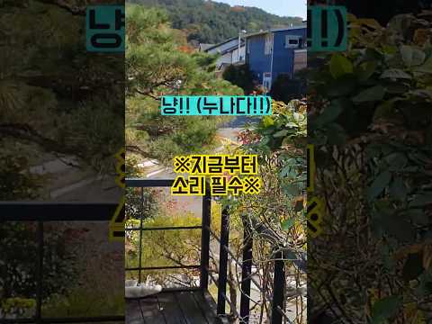 냥냥거리면서 달려오는 길냥이