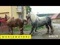 Mating Horse Elephant Donkey Cow Horses Mating Live On Camera