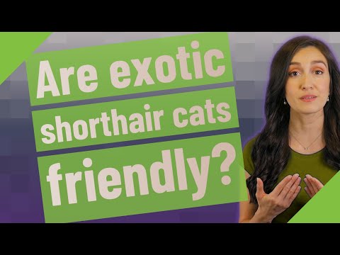 Are exotic shorthair cats friendly?