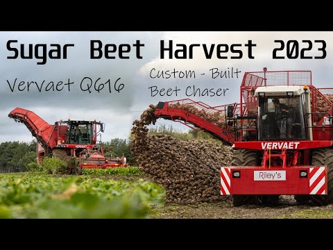 Sugar Beet Harvest 2023 UK | Rare Beet Chaser & Vervaet Q616