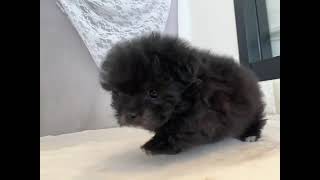ハーフ犬の動画01