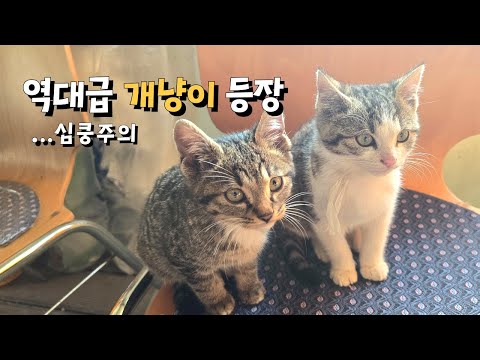 길냥이 맞아? 역대급 개냥이들의 등장