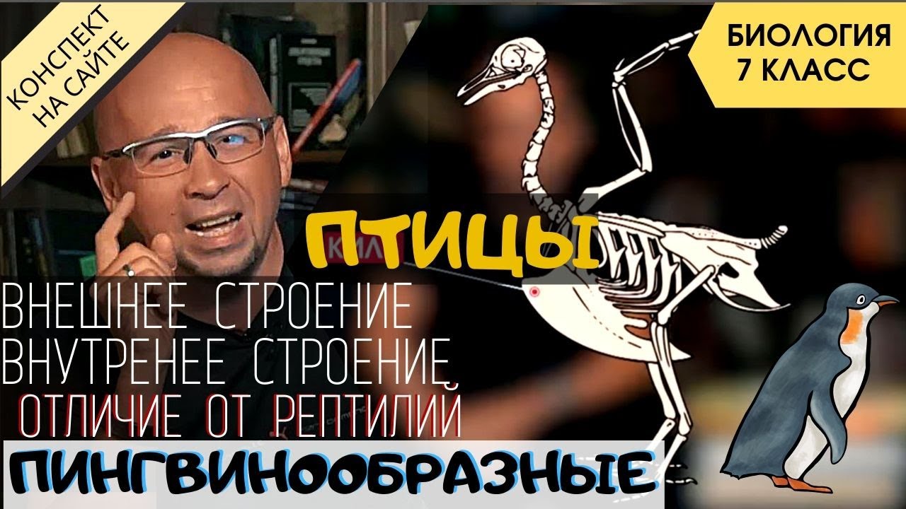 Класс Птицы. Внешнее и внутреннее строение птиц. Биология 7 класс. Отряд птиц Пингвинообразные. ЕГЭ