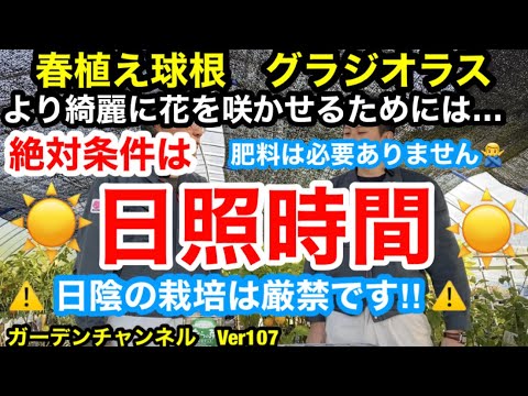 グラジオラス 植物