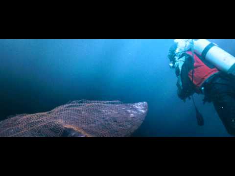 Der Ruf der Wale (dt.) - Trailer