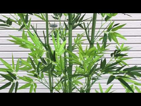 屋内の竹 植物
