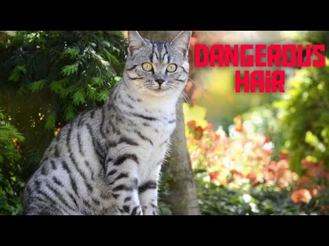 Are Cat Hair Dangerous For Humans?
