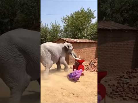 Elephant Charges Backyard in Seconds 😱 | Raw CCTV Chaos