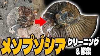 メソプゾシア（アンモナイト）クリーニング＆修復