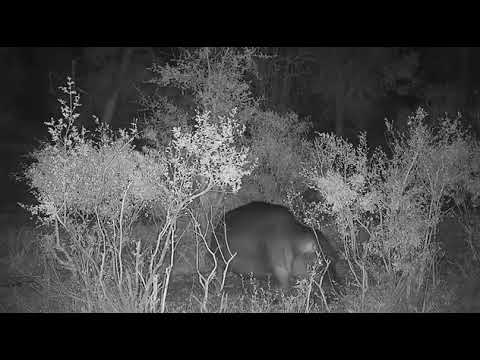Djuma: Two Hippos leave the dam - 18:16 - 09/30/20