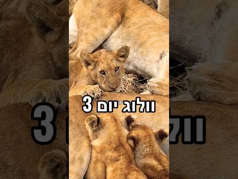 ספארי חלק 3 🦁 תעקבו ❤️ #אורטולדנו #חיות #אפריקה