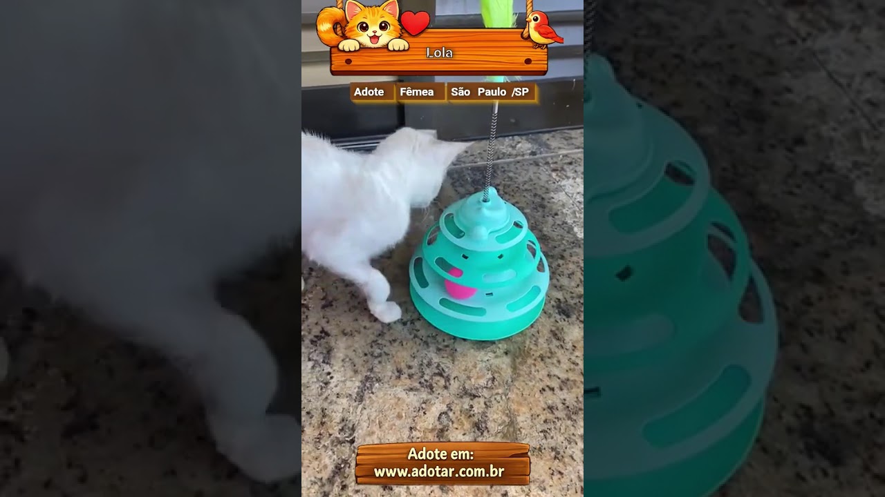 Gato raça SRD-ViraLata idade 2 a 6 meses nome Lola