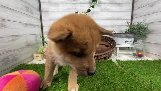 柴犬の動画01