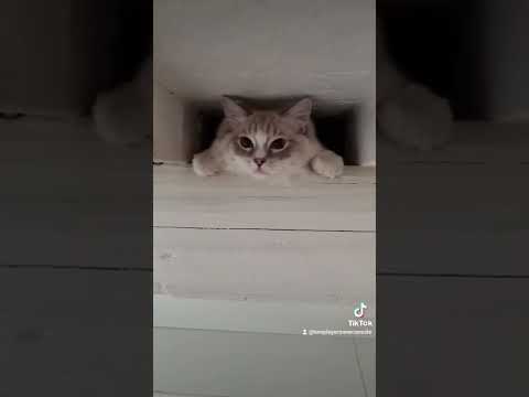 Cosa abbiamo trovato in casa... #shorts