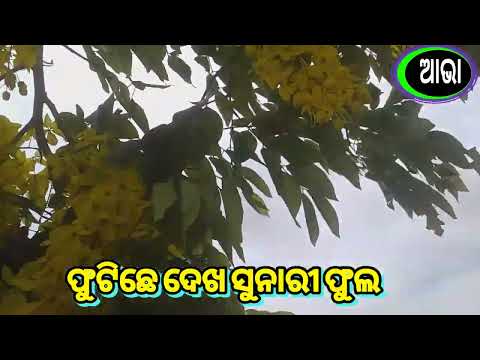 The most popular flowers , Sunari , @AbhaCreations. #abhacreation