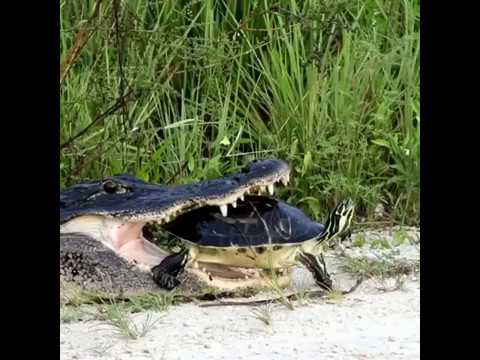 ワニがカメを生きたまま食べる