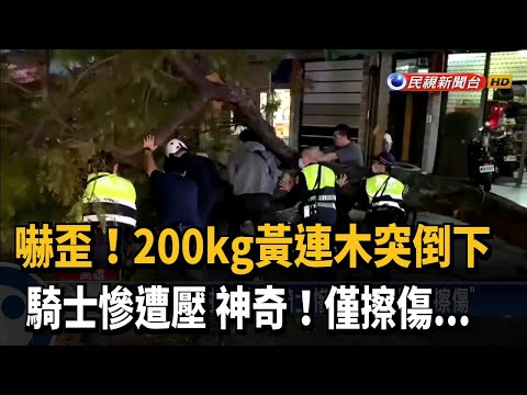 大樹倒