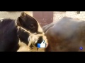 Bull And Buffalo Meeting