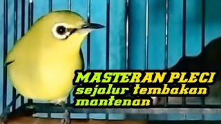 Download lagu MASTERAN PLECI sejalur Tembakan mantenan Materi Ce....mp3