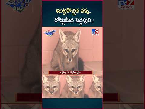 iSmart News : ఇంట్లకొచ్చిన నక్క.. రోడ్డుమీద పెద్దపులి !  | Fox | Tiger - TV9