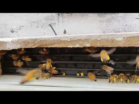 How to collect bee pollen using 'Pollen Trap'?
