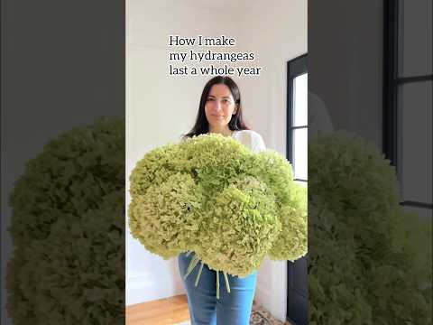 🌸 How to dry hydrangeas the easy way #hydrangeas #hydrangea #gardening