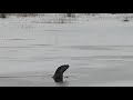 Otter Eats Frog