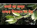Benefits and disadvantages of the amazing miraculous Pakad-Pilkhan tree. ficus virens medicinal uses in ayurveda