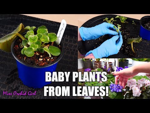 , title : 'African Violet babies! - Separating and potting Violets started from leaves'